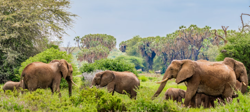 21 Fun & Interesting Facts About Kenya: Discover Culture, Wildlife, and More